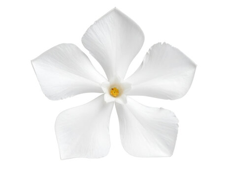 A five-petaled white flower with a yellow center, exhibiting delicate, slightly curved petals with smooth edges. - Powered by Adobe