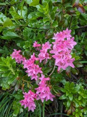 Macro close-up of blooming meadow flowers in Logar valley Slovenia during summer season.Mountains
