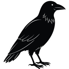 Black silhouette of a raven stands alert, depicting its distinct features on a white backdrop