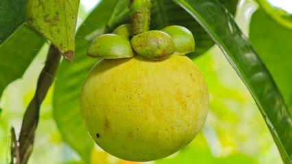 Raw green mangosteen grown in garden.