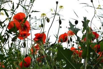 red poppy flowers
