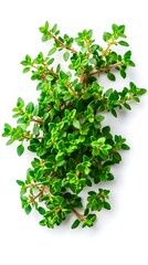Fresh Thyme Sprig, White Background, Culinary Herb, Food Photography