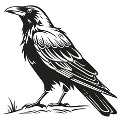 Detailed raven standing elegantly amidst grass shows remarkable monochrome contrasts and precision