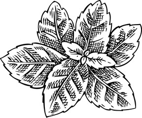 Mint leaves sketch. Hand-drawn herbs illustration. Aromatic ingredients, herbal tea, and organic cosmetics logo design. NOT AI generated