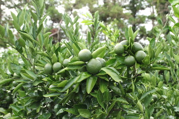 green tangerine growing in a field