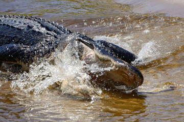 American Alligator Full Hunt Ambush Fishing Feeding Frenzy 