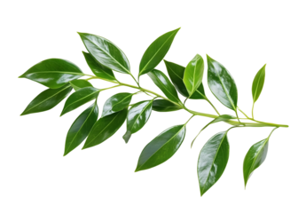 Green twig of italian ruscus (DANAE RACEMOSA) with fresh leaves isolated on white or transparent background
