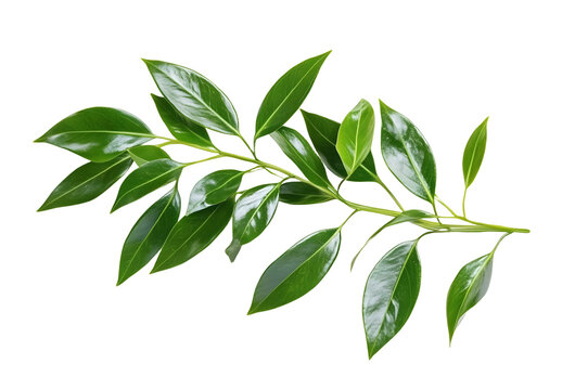 Green twig of italian ruscus (DANAE RACEMOSA) with fresh leaves isolated on white or transparent background