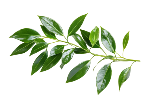 Green twig of italian ruscus (DANAE RACEMOSA) with fresh leaves isolated on white or transparent background