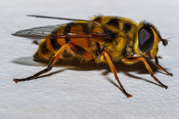 Close-up of a Common Drone Fly (Myathropa florea) resting on a surface. This hoverfly is characterized by its mimicry of bees and its essential role as a pollinator in gardens and natural environments