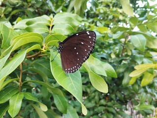 Striped blue crow butterfly (Euploea mulciber) on leaf in outdoor garden