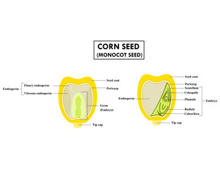 Anatomy of corn seed (monocot) cross section.Monocotyledon seed.Structure of grain.Part of bean.Diagram for biology or science.Infographic for education in school.Botany concept.Vector illustration.