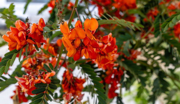 Beautiful colorful flower .Orange colored Sesbania plant