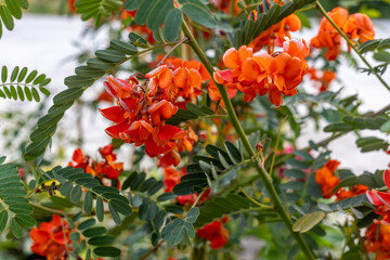 Beautiful colorful flower .Orange colored Sesbania plant