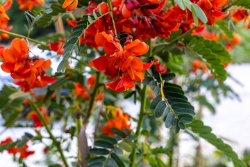 Beautiful colorful flower .Orange colored Sesbania plant