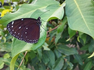 Striped blue crow butterfly (Euploea mulciber) on leaf in outdoor garden