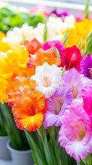 Vibrant gladioli bloom, greenhouse display, blurred background, floral arrangement