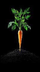 Young carrot plant, soil, dark background, growth, food