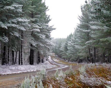 Snow covered pine forest trail in Shooters Hill NSW