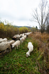 Sheep gracefully wander through lush green fields alongside a tranquil stream in early autumn, showcasing a serene rural landscape in the countryside