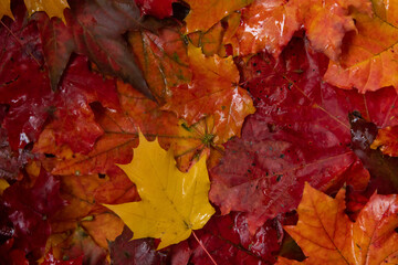 Close-up top view of wet fallen colourful maple leaves lying on ground in a rainy day. Orange autumn textured background. Copy space. beauty in nature theme.