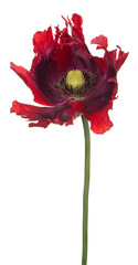poppy flower isolated