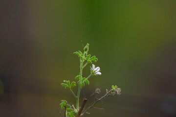 A delicate wildflower with tiny white petals and fresh leaves, captured against a dark, softly...