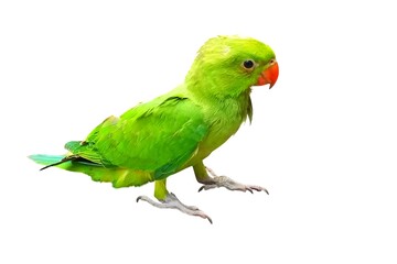Green parrot on white background