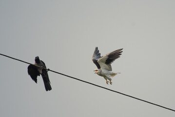 Dramatic wildlife moment of a Black winged kite in mid flight with open beak near a perched crow on a electric wire, against a plain grey sky.