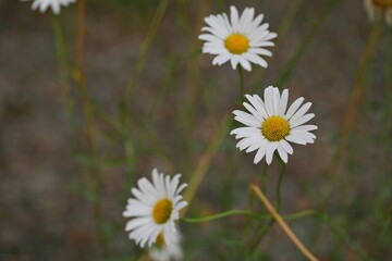 데이지 꽃
