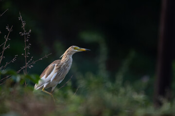 Close up of an Indian pond heron standing alert in a natural habitat with green blurred background.