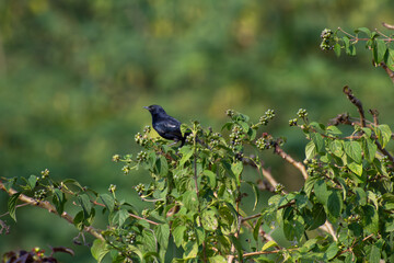 A small black Indian robin perched on a green leafy shrub with unrip berries, in natural daylight.