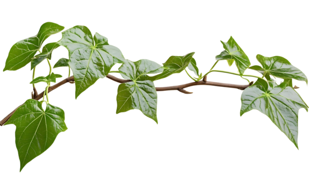 Vine plant, Branch creeper leaf green, Liana tropical nature.