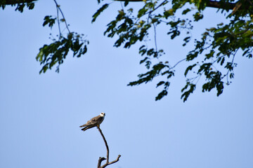 A vibrant Black winged kite perched on a bare branch against a clear sky with soft silhouettes of tree leaves.