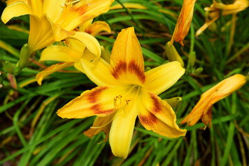 yellow lily in the garden