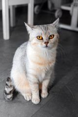 Full-body view of a light gray cat with golden eyes sitting upright on a tiled floor in a bright indoor setting.