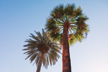 Two tall palm trees against blue sky, viewed upward, showcasing their height. Robust trunk with lush fronds, other thinner and faded, highlighting diversity. Symbolizing growth and tropical paradise
