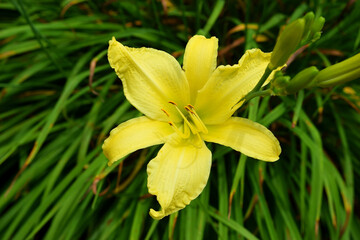 yellow lily in the garden