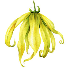 Ylang-Ylang Watercolor Flower Green Calyx Long Yellow Petals Tropical Botanical Element Perfume Spa and Organic Beauty Projects
