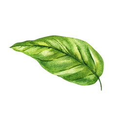 Obraz premium Watercolor Leaf Green Tropical Botanical Foliage Clipart for Natural Skincare Packaging Eco Spa Decor and Organic Product Design