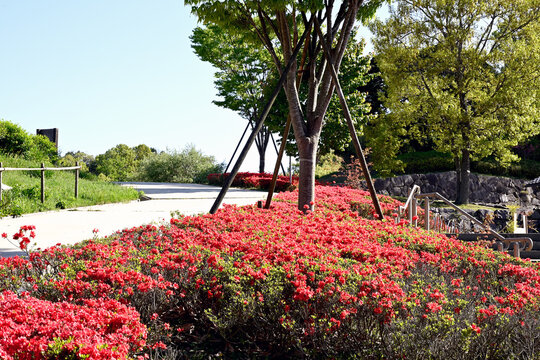 あいな里山公園、新緑、若葉