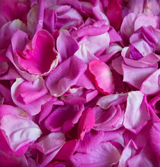 Natural background of rose petals
