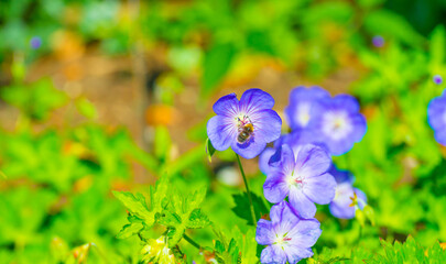 Bumblebee flying over flowers in a colorful garden in bright sunlight in springtime, Almere, Flevoland, The Netherlands, June 11, 2025
