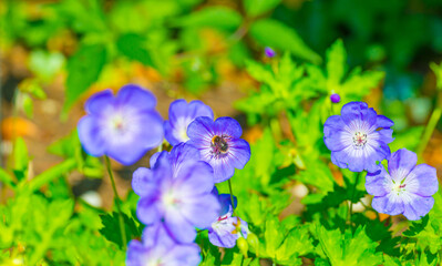 Bumblebee flying over flowers in a colorful garden in bright sunlight in springtime, Almere, Flevoland, The Netherlands, June 11, 2025