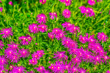 Flowers in a colorful garden in bright sunlight in springtime, Almere, Flevoland, The Netherlands, June 11, 2025