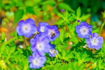 Bumblebee flying over flowers in a colorful garden in bright sunlight in springtime, Almere, Flevoland, The Netherlands, June 11, 2025