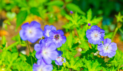 Bumblebee flying over flowers in a colorful garden in bright sunlight in springtime, Almere, Flevoland, The Netherlands, June 11, 2025