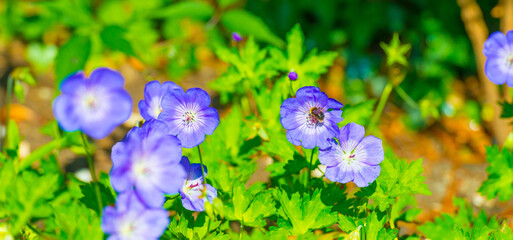 Bumblebee flying over flowers in a colorful garden in bright sunlight in springtime, Almere, Flevoland, The Netherlands, June 11, 2025