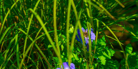 Bumblebee flying over flowers in a colorful garden in bright sunlight in springtime, Almere, Flevoland, The Netherlands, June 11, 2025
