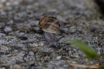 snail on a leaf